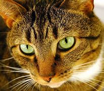 Image result for Plano De Fundo Computador Gato HD