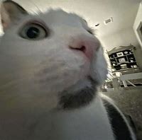 Image result for Cat Head Pat Meme