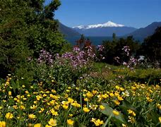 Image result for Lakes in Chile