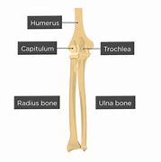 Image result for Ox Humerus