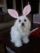 Image result for Dog with Bunny Ears