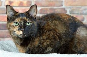 Image result for Tortoise Shell Lion Kitten