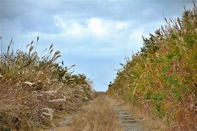 Image result for Fall Wood Path Dirt