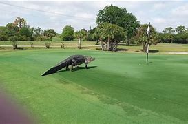 Image result for Goliath Golf Course Florida