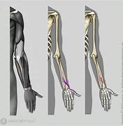 Image result for Extensor Pollicis Brevis