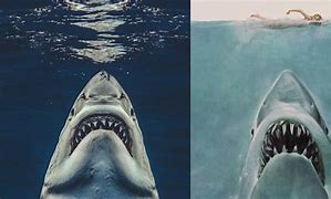 Image result for Real Shark in Jaws Filming