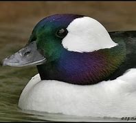 Image result for Bufflehead Merganser