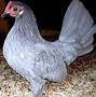 Image result for Blue Chicken Breeds With