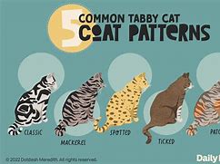 Image result for What Do Tabby Cats Look Like