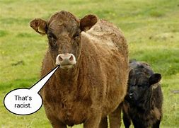 Image result for Icelandic Cow