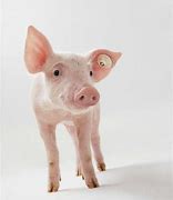 Image result for Pig Piglet Pink