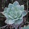 Image result for Dudleya Pulverulenta