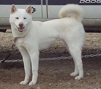 Image result for Korean Yellow Dog