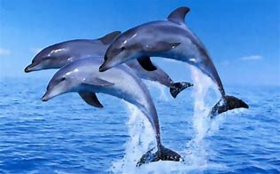 Image result for Free Dolphin