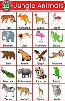 Image result for jungle animals