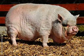 Image result for Real Pink Pig