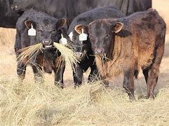 Image result for Feeding Cows Hay