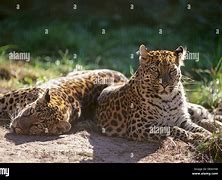 Image result for Indo-Chinese Leopard