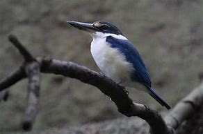 Image result for Collared Kingfisher