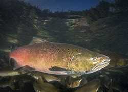 Image result for Adult Chinook Salmon