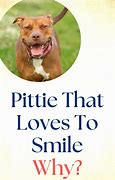 Image result for Pittie Smile