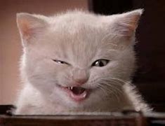 Image result for Funny Cat Videos for Kids