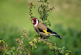 Image result for 10 Most Common British Birds