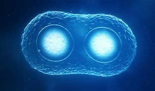 Image result for Dividing Cell Drawig