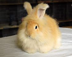 Image result for Angora Rabbit