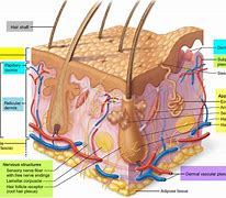 Image result for Skin Laceration Down to the Dermis