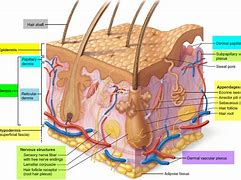 Image result for Dermis Skin Cut