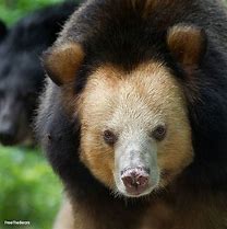 Image result for Golden Moon Bear