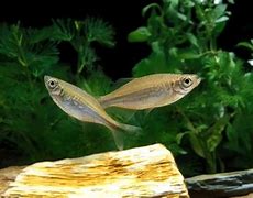 Image result for Fish Ulcer Danio