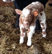 Image result for Baby Cow Bull