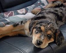 Image result for Bloodhound Australian Shepherd Mix