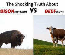 Image result for Bison vs Cow