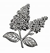 Image result for Lilac Clip Art Black and White