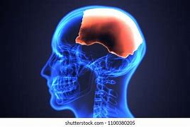 Image result for Human Skull Anatomy 3D