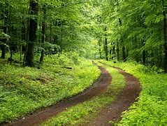 Image result for Green Forest in Country Picture