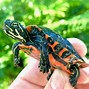 Image result for Red Spotted Turtle Food