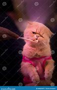 Image result for People Feeding Cats