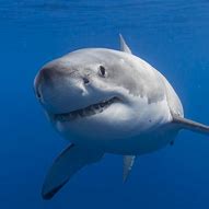 Image result for Tiger Shark PFP