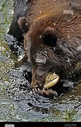 Image result for Grizzly Bear Catching Fish