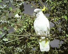 Image result for sulphur crested cockatoo habitat