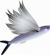 Image result for Pilot Fish PNG