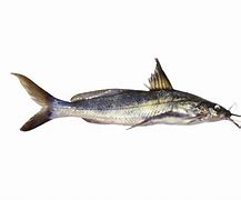 Image result for Tengra Fish HD Image