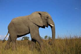 Image result for African Elephants in Wata