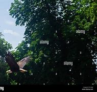 Image result for Bald Eagle Bird Flying