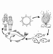 Image result for Food Chain Black and White