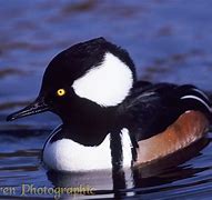 Image result for Hooded Merganser Fskeleton